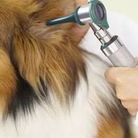 Triad Animal Hospital ico