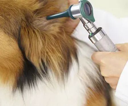 Triad Animal Hospital