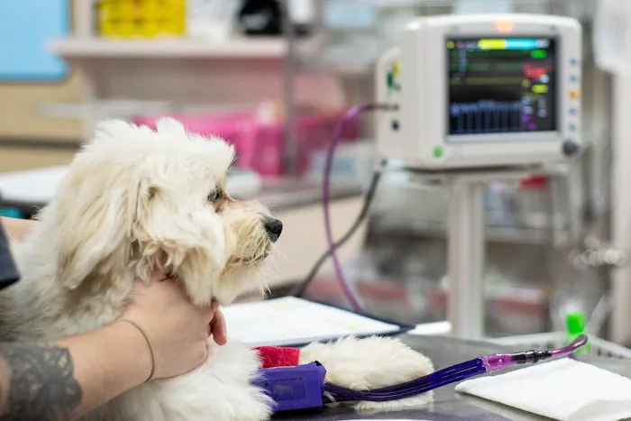 Happy Tails Veterinary Emergency Clinic Picture 6