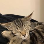 Happy Tails Veterinary Emergency Clinic