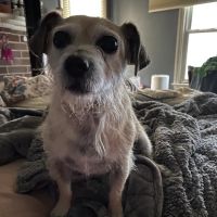 All Creatures Veterinary Hospital ico