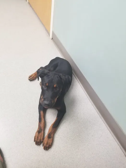All Creatures Veterinary Hospital Picture 3