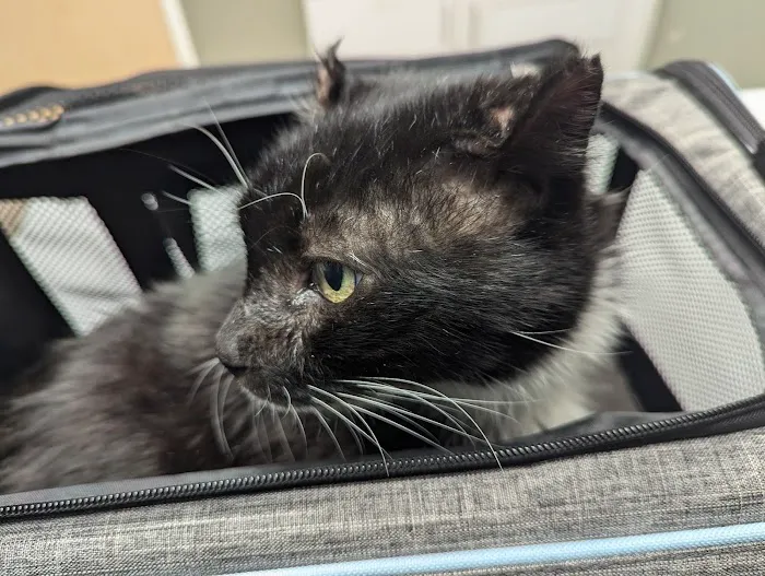 Lawndale Veterinary Hospital Picture 5