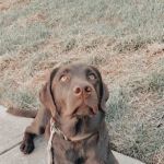 Garden Creek Pet Clinic