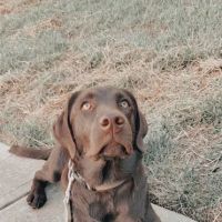 Garden Creek Pet Clinic ico