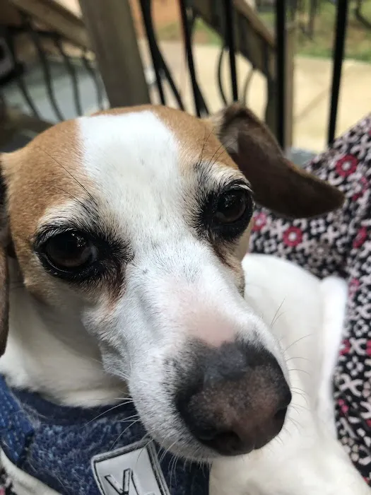 Cobb Animal Clinic Picture 4