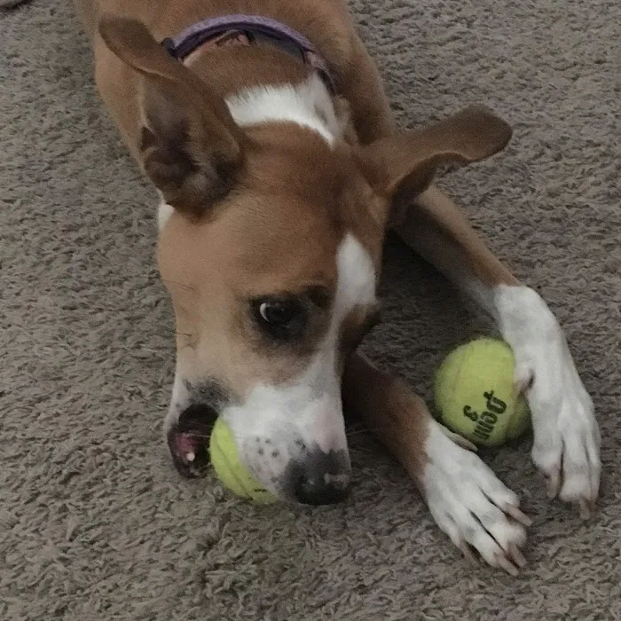 Cobb Animal Clinic Picture 5