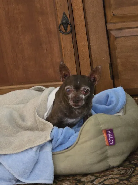 Cobb Animal Clinic Picture 7