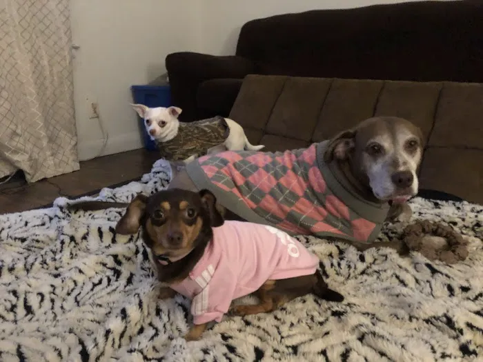 Cobb Animal Clinic Picture 9