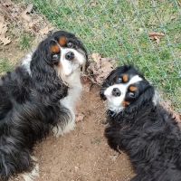 Cobb Animal Clinic ico