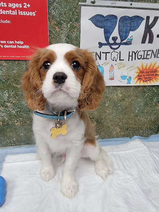 Dobson Veterinary Hospital Picture 2
