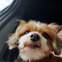 Dobson Veterinary Hospital ico