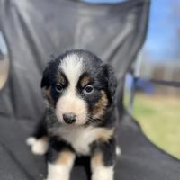 Mountain View Veterinary Clinic ico