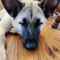 Carroll Veterinary Clinic ico