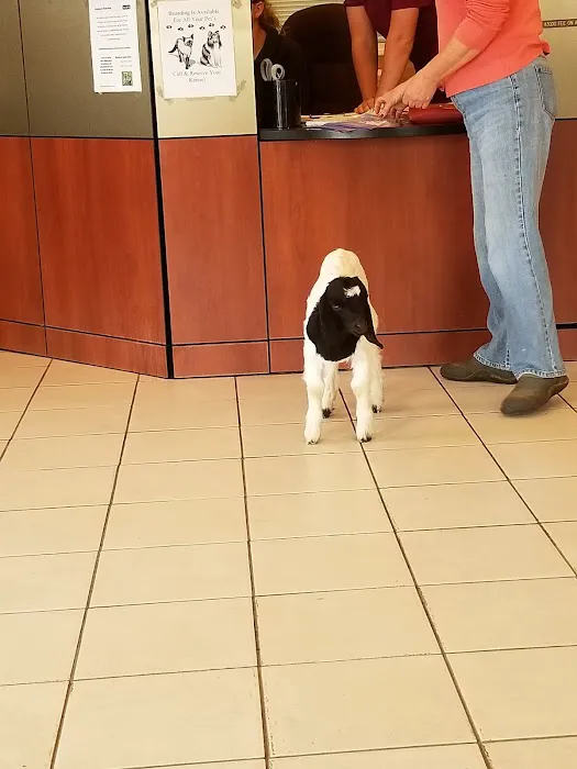 Yadkin Veterinary Hospital Picture 3