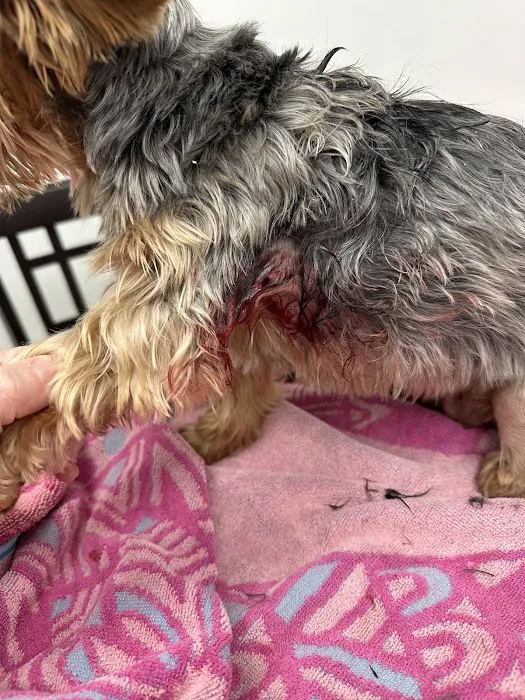 Yadkin Veterinary Hospital Picture 8