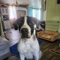 Yadkin Veterinary Hospital ico