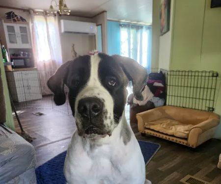 Yadkin Veterinary Hospital