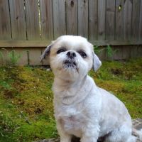 Pfafftown Animal Hospital ico