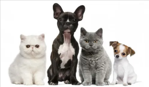Pfafftown Animal Hospital Picture 6