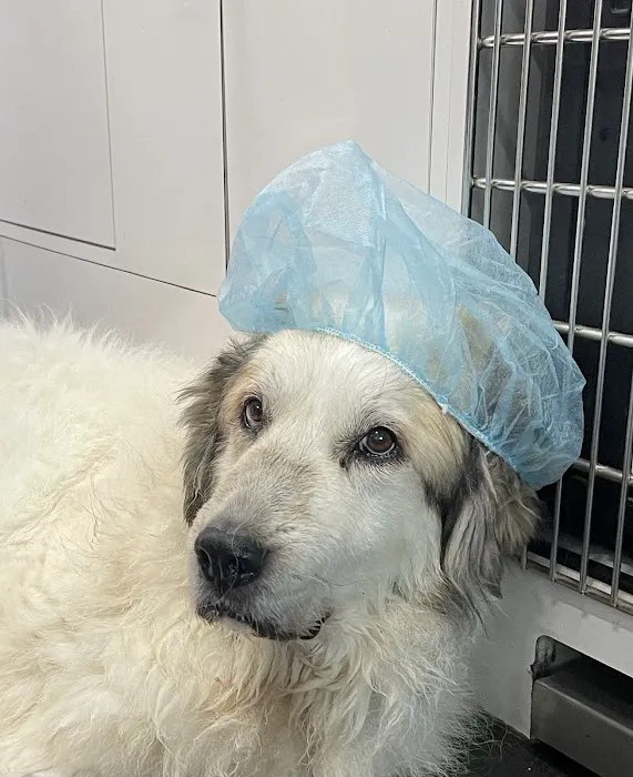 Charlotte's Ark Mobile Veterinary Services Picture 1