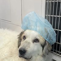 Charlotte's Ark Mobile Veterinary Services ico