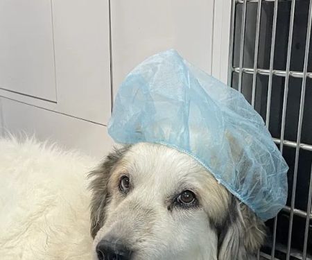 Charlotte's Ark Mobile Veterinary Services