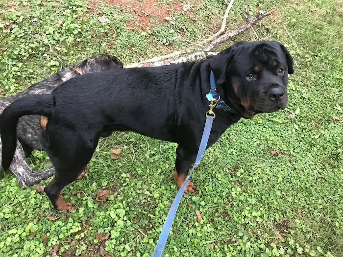 Charlotte's Ark Mobile Veterinary Services Picture 10