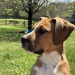 Galax Veterinary Clinic