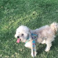 Reynolda Veterinary Hospital ico