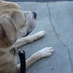 Central Spay Neuter and Wellness Clinic
