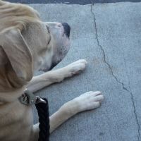 Central Spay Neuter and Wellness Clinic ico
