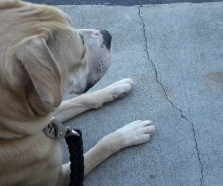 Central Spay Neuter and Wellness Clinic