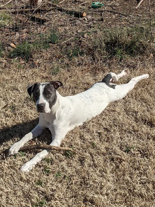 Central Spay Neuter and Wellness Clinic Picture 9