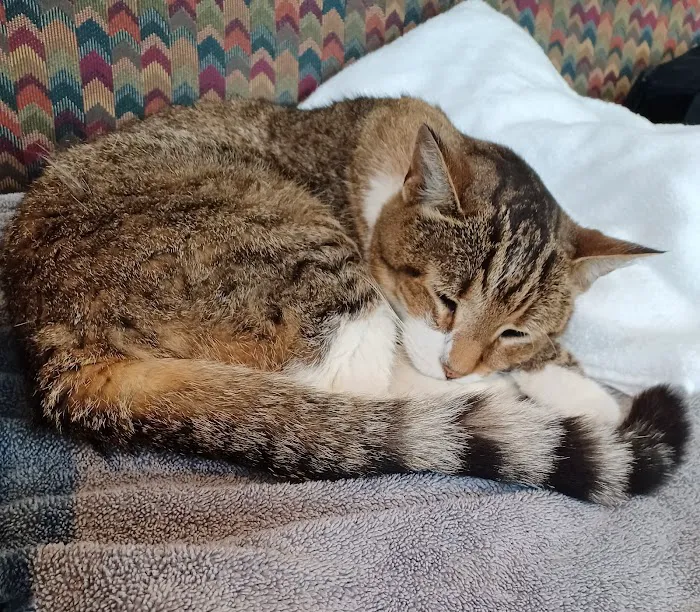 Kernersville Veterinary Hospital Picture 4