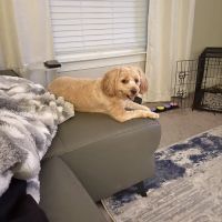 Union Cross Animal Hospital ico