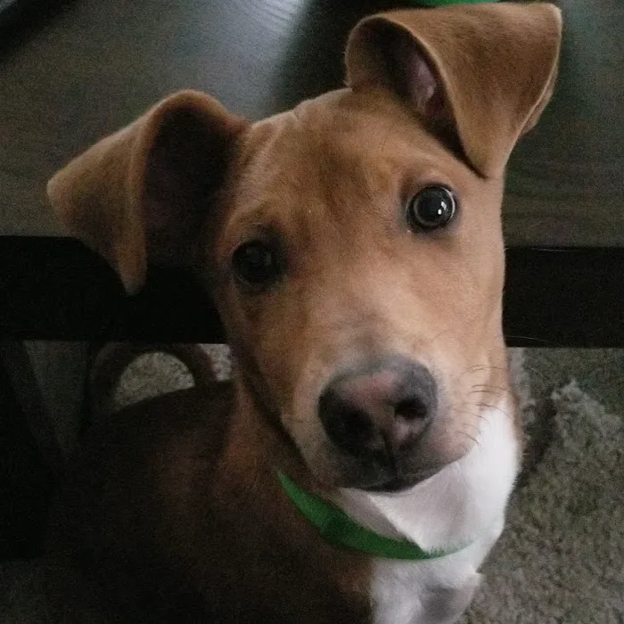 Ard-Vista Animal Hospital: Gessner Matthew DVM Picture 1
