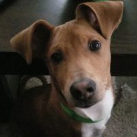Ard-Vista Animal Hospital: Gessner Matthew DVM ico