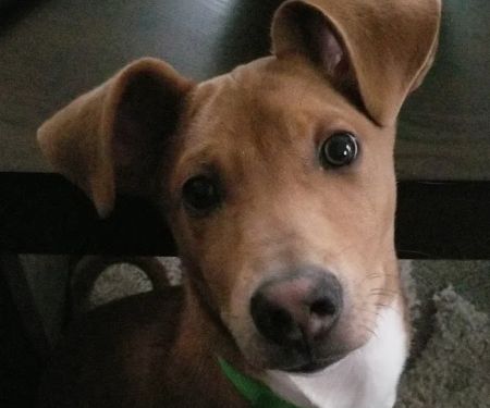 Ard-Vista Animal Hospital: Gessner Matthew DVM
