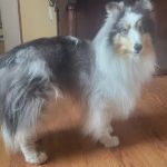 Meadowlark Mobile Natural Veterinary Care: Kathy Radford DVM