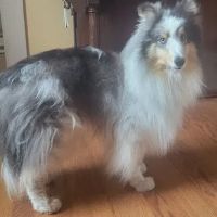 Meadowlark Mobile Natural Veterinary Care: Kathy Radford DVM ico