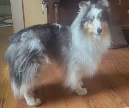 Meadowlark Mobile Natural Veterinary Care: Kathy Radford DVM