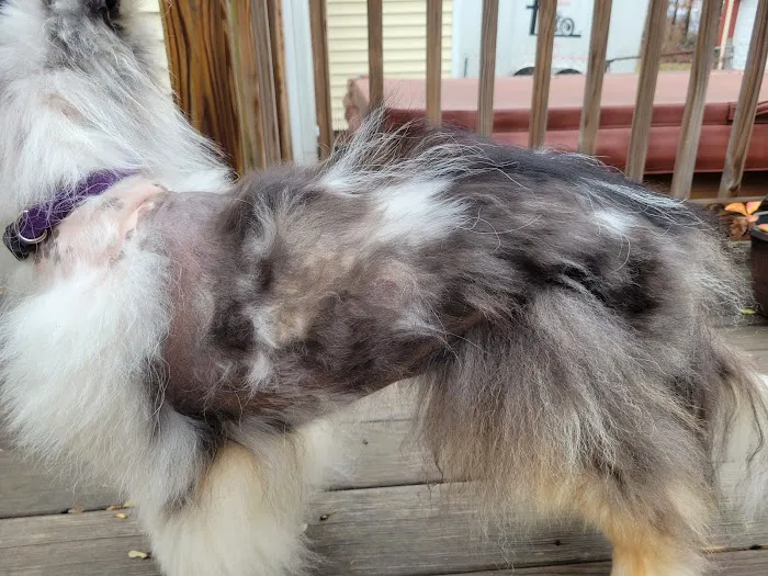 Meadowlark Mobile Natural Veterinary Care: Kathy Radford DVM Picture 2