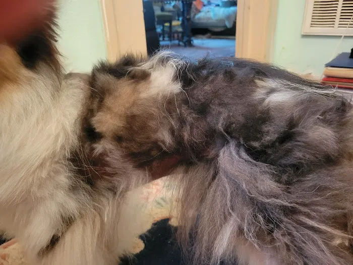Meadowlark Mobile Natural Veterinary Care: Kathy Radford DVM Picture 3