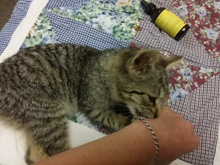 Holistic Veterinary Consultants Picture 6