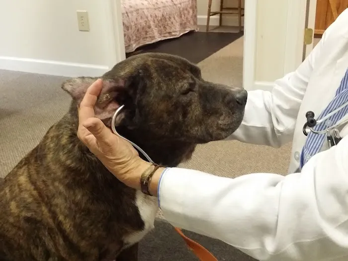 Holistic Veterinary Consultants Picture 3