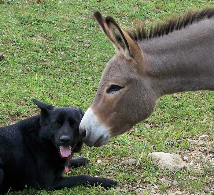Holistic Veterinary Consultants Picture 10