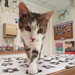 West End Animal Clinic