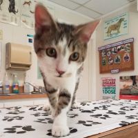 West End Animal Clinic ico
