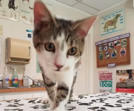 West End Animal Clinic